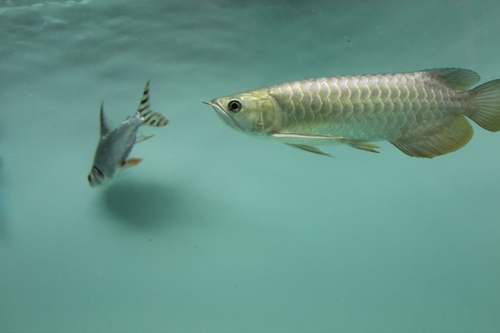 ghxb arowana